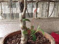 海棠下山桩主干上的芽长不大 怎么办 图片