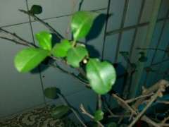 海棠下山桩是什么时候开花苞 图片