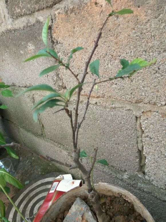 海棠下山桩过了夏天秋天会发芽吗 图片