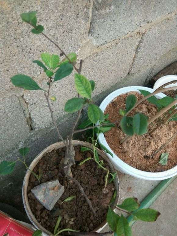 海棠下山桩过了夏天秋天会发芽吗 图片