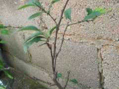 海棠下山桩过了夏天秋天会发芽吗 图片