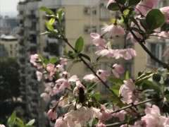 垂丝海棠下山桩怎么养 花全掉了 为什么