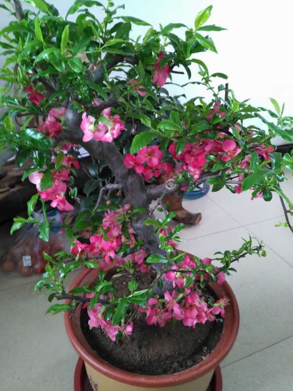 木瓜海棠下山桩总是掉花 怎么办 图片