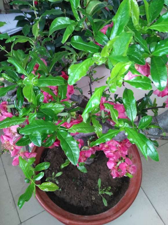 木瓜海棠下山桩总是掉花 怎么办 图片