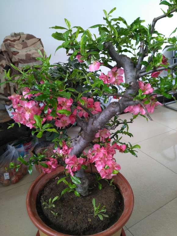 木瓜海棠下山桩总是掉花 怎么办 图片