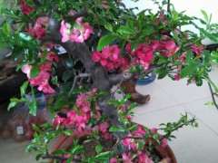 木瓜海棠下山桩总是掉花 怎么办 图片