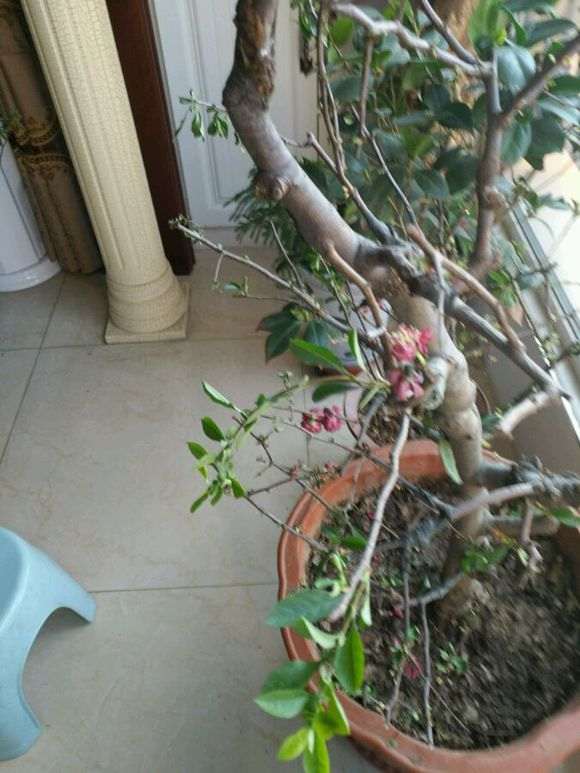 海棠下山桩树叶干枯 树枝也萎缩了 图片