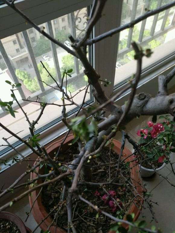 海棠下山桩树叶干枯 树枝也萎缩了 图片