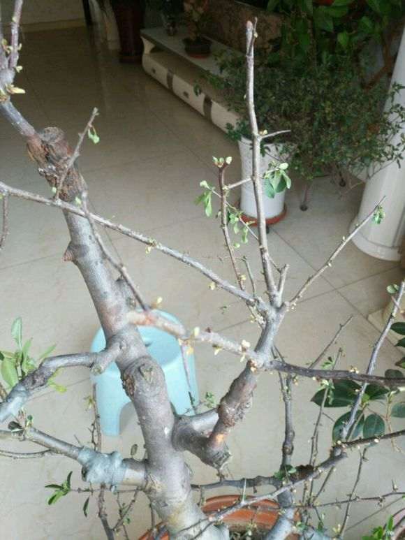 海棠下山桩树叶干枯 树枝也萎缩了 图片