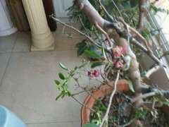 海棠下山桩树叶干枯 树枝也萎缩了 图片