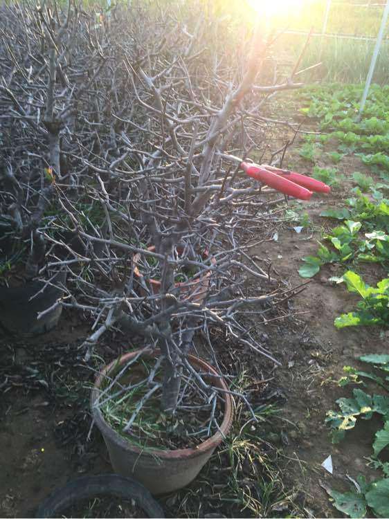 西府海棠下山桩全部落叶了 怎么办 图片