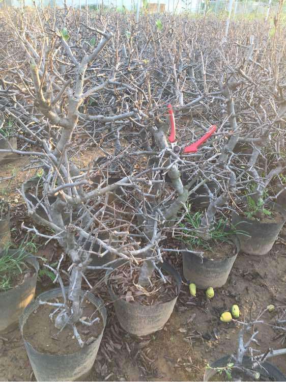 西府海棠下山桩全部落叶了 怎么办 图片