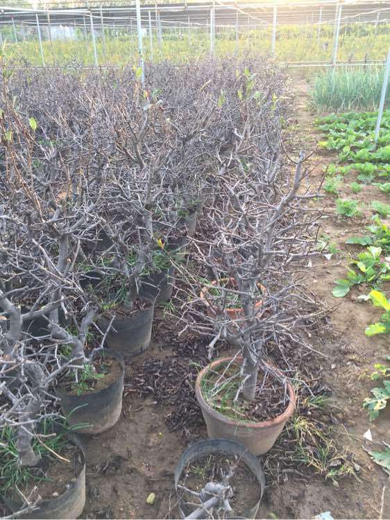 西府海棠下山桩全部落叶了 怎么办 图片