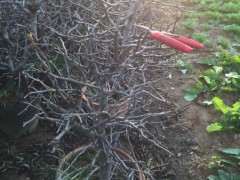 西府海棠下山桩全部落叶了 怎么办 图片