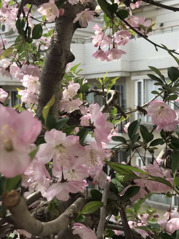 海棠下山桩什么时候换盆 最好 图片