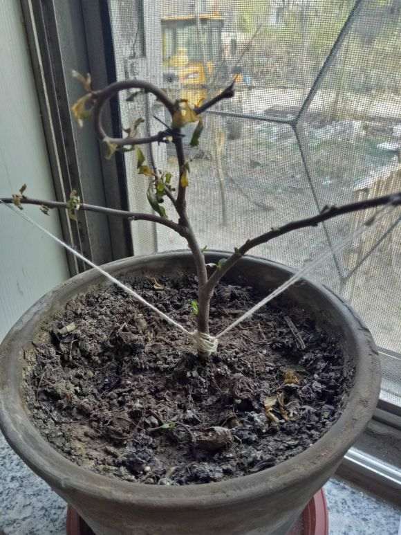 海棠下山桩什么时候换盆 最好 图片