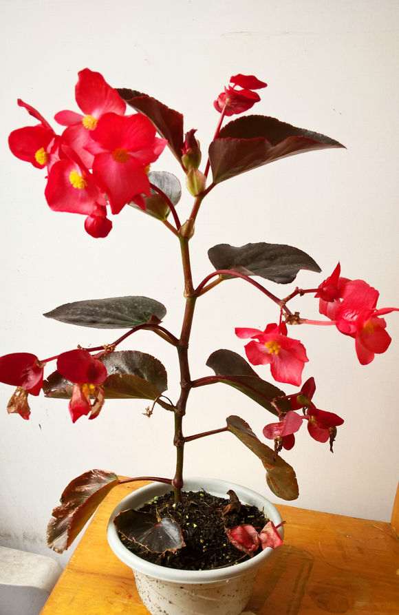 四季海棠下山桩为什么不发侧枝 怎么办