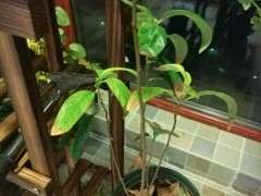 秋天海棠下山桩是不是会落叶 怎么办