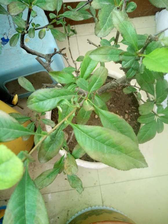 海棠下山桩叶子边缘变色了 怎么办 图片