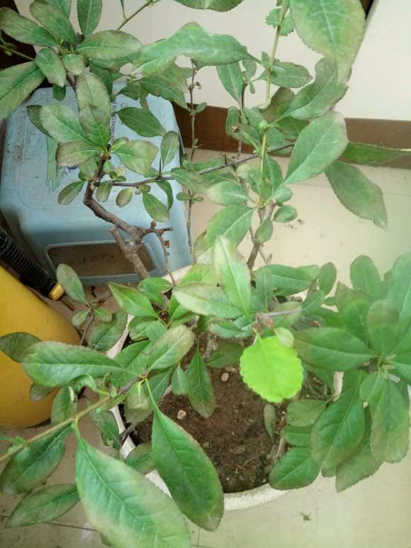 海棠下山桩叶子边缘变色了 怎么办 图片