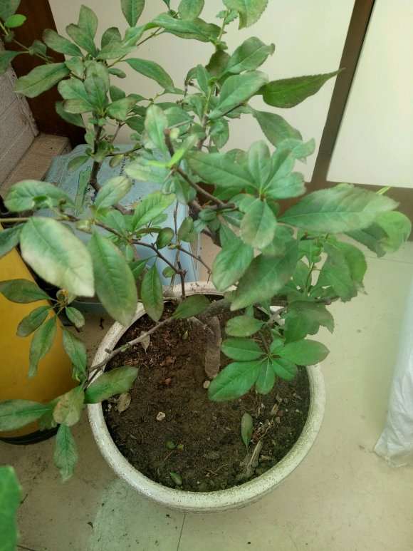 海棠下山桩叶子边缘变色了 怎么办 图片