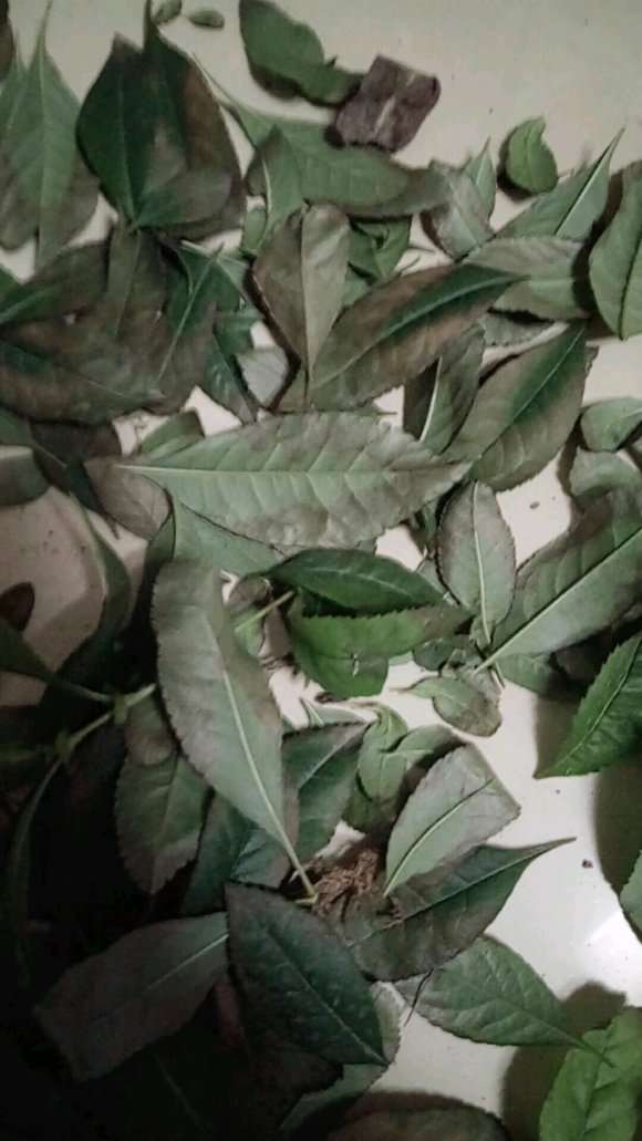 海棠下山桩叶子边缘变色了 怎么办 图片