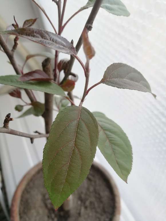 海棠下山桩已经长出叶子 怎么办 图片