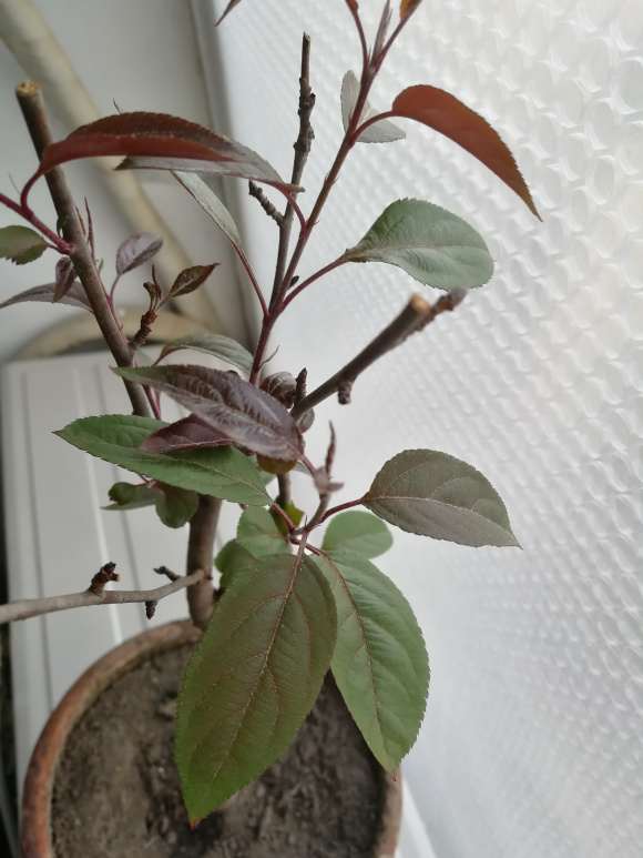 海棠下山桩已经长出叶子 怎么办 图片