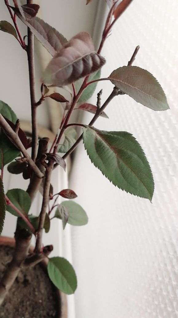 海棠下山桩已经长出叶子 怎么办 图片