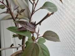 海棠下山桩已经长出叶子 怎么办 图片