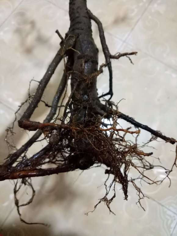 海棠下山桩根可以直接移栽么 为什么