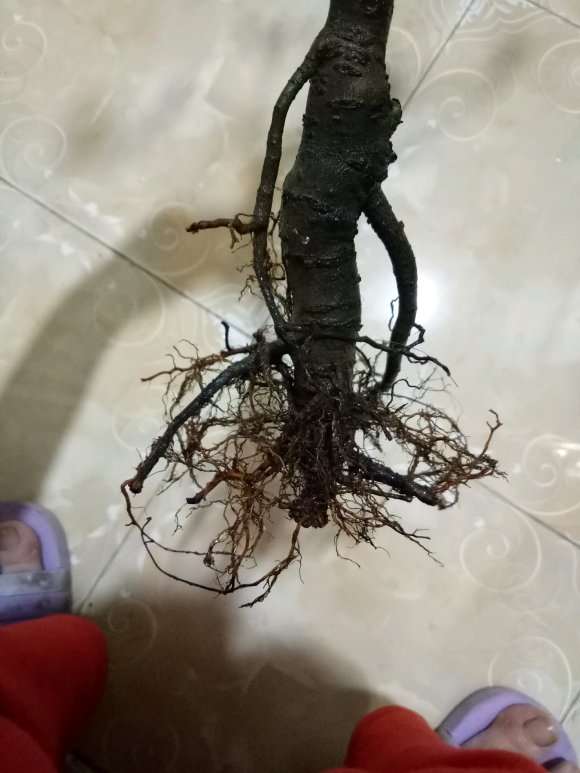 海棠下山桩根可以直接移栽么 为什么