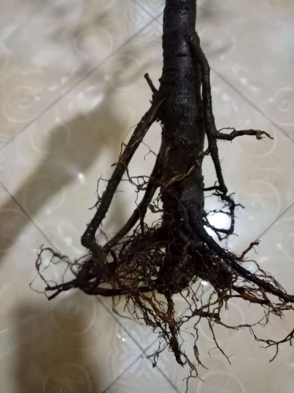 海棠下山桩根可以直接移栽么 为什么