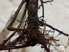 海棠下山桩根可以直接移栽么 为什么