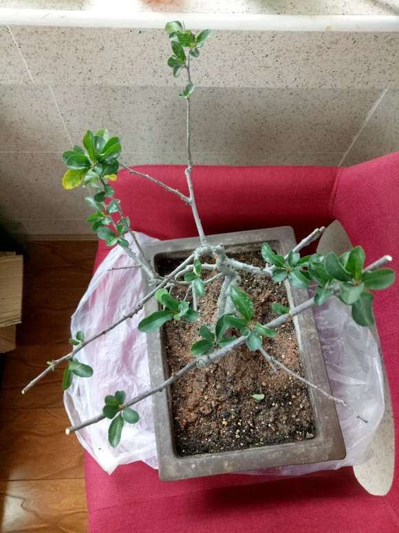 海棠下山桩已开始走黄叶了 怎么办 图片