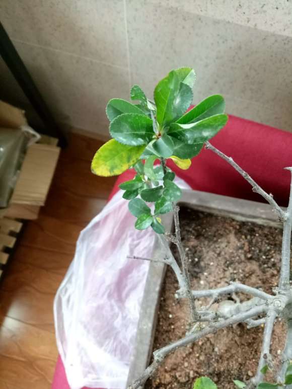 海棠下山桩已开始走黄叶了 怎么办 图片