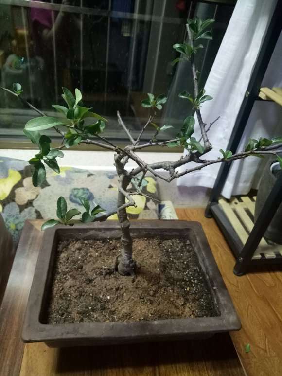 海棠下山桩已开始走黄叶了 怎么办 图片