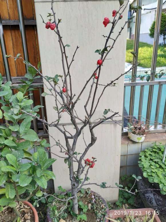 西府海棠下山桩 广东气候种得活吗 图片