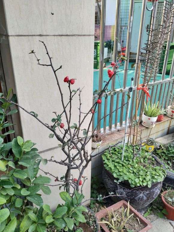 福建 冬天低于10度能种海棠下山桩吗