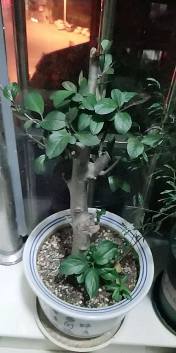 福建 冬天低于10度能种海棠下山桩吗