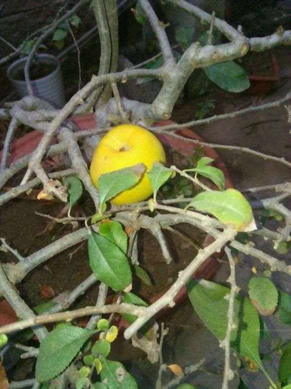 木瓜海棠下山桩果熟了 怎么办 图片