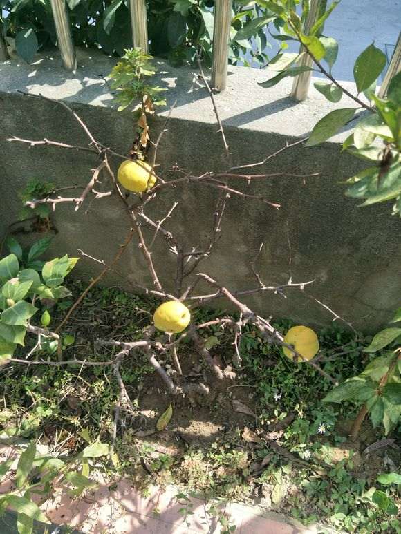 木瓜海棠下山桩果熟了 怎么办 图片