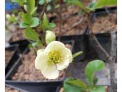 为什么海棠下山桩枝条有硬刺 图片