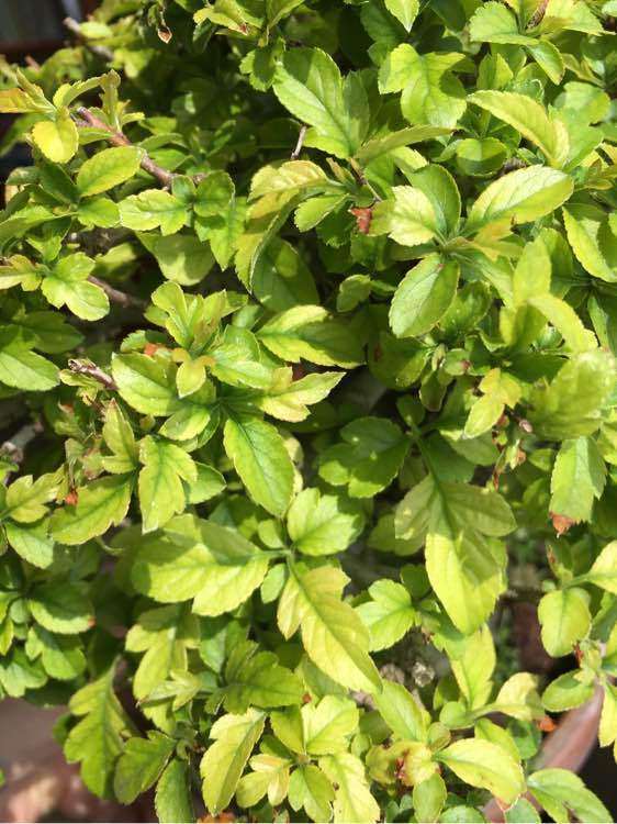 深山海棠下山桩怎么 叶子变黄了 图片