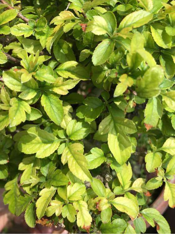 深山海棠下山桩怎么 叶子变黄了 图片