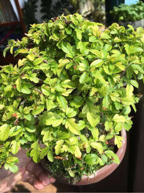 深山海棠下山桩怎么 叶子变黄了 图片