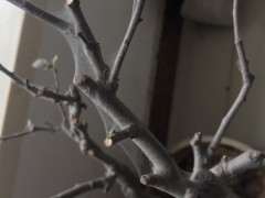 海棠下山桩生虫 叶子全落光了 怎么办 图片