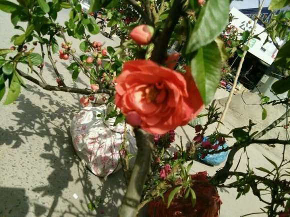 种了几颗海棠下山桩 似乎还有花苞 图片