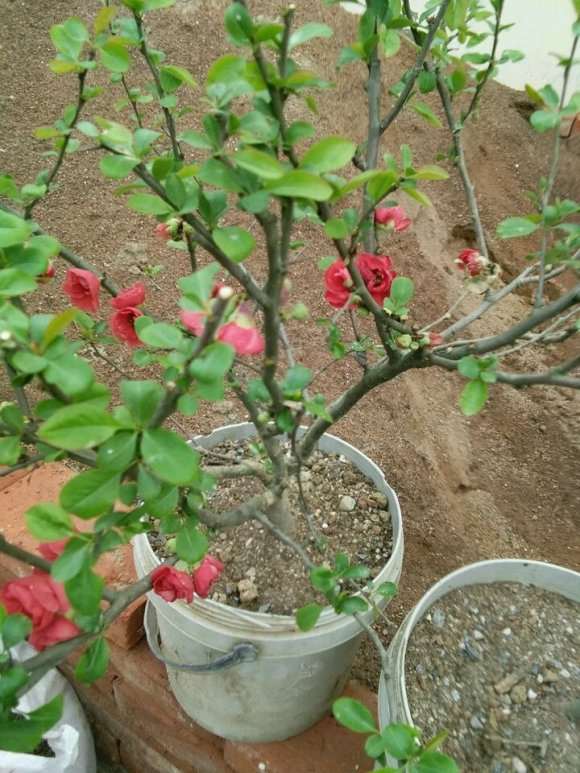 种了几颗海棠下山桩 似乎还有花苞 图片