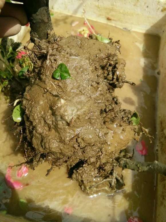 种了几颗海棠下山桩 似乎还有花苞 图片